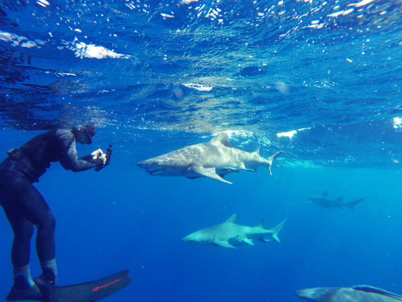 Illustration for article titled Fun with Sharkies